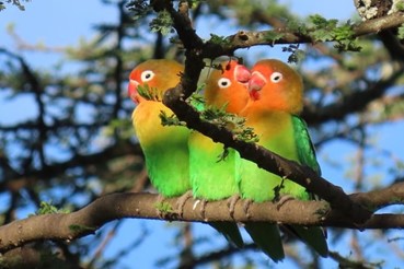 photo of Dar El Salaam - Selous Game Reserve 